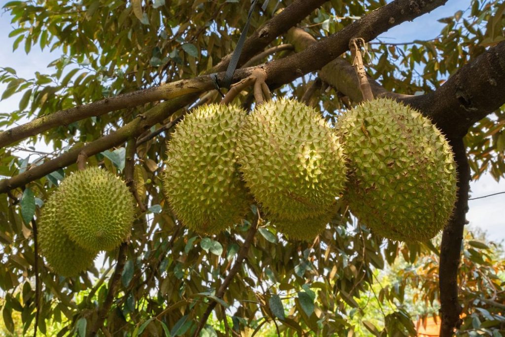 durian 