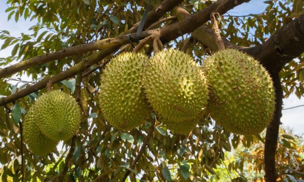 Tradisi Unik yang Menarik Perhatian Warga dan Wisatawan